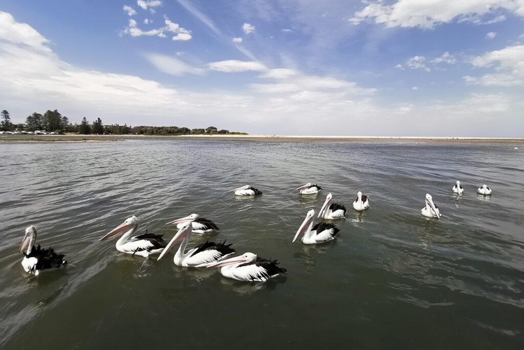 the entrance pelicans